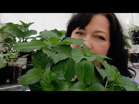 Видео: почему  зимой сохнут листья у крупнолистной гортензии? метельчатая гортензия в январе.