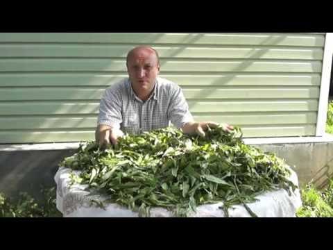 Видео: ИВАН-ЧАЙ   (ферментация)