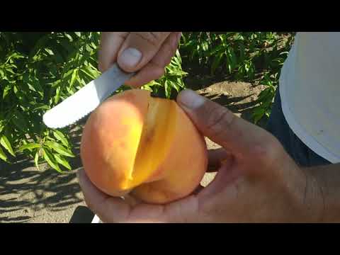 Видео: Персик Вайн голд,нагрузка, размер,вкус.