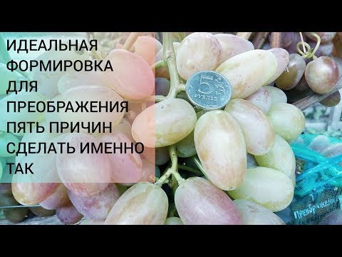 Видео: Виноград ПРЕОБРАЖЕНИЕ/пять факторов перевести преображение на кардон/идеальная формировка для