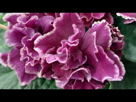 Видео: 25.11.2024/ЕСТЬ НОВИНКИ/Выставка фиалок(МФ)в Доме фиалок#фиалки#выставка#