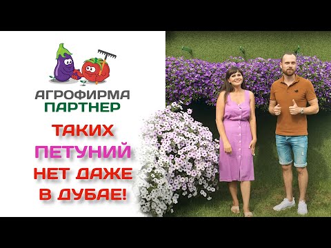 Видео: Таких петуний нет даже в Дубае!