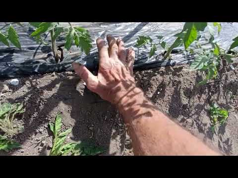 Видео: Как да разбираме ,колко да поливаме.С какво и защо да пръскаме.