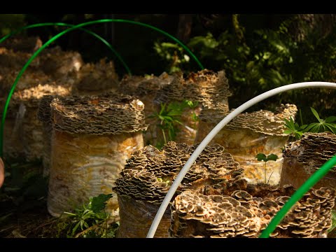 Видео: Мы решили вырастить траметес разноцветный на улице. Что мы увидели?