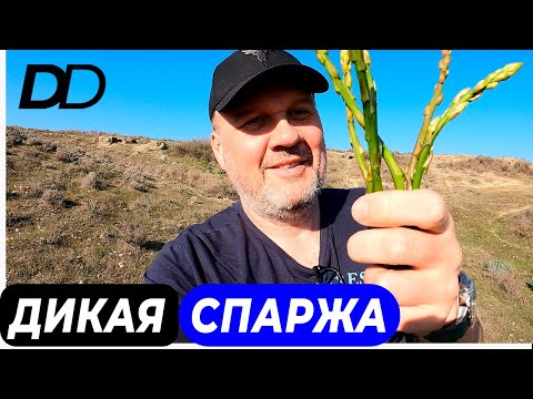Видео: ОХОТНИКИ ЗА СПАРЖЕЙ! ГДЕ РАСТЕТ ДИКАЯ СПАРЖА? ЧЕМ ПОЛЕЗНА СПАРЖА? КАК ПРИГОТОВИТЬ ДИКУЮ СПАРЖУ?
