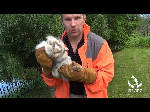 Видео: Опадные ловчие сети, Или, как я ловил кролика .