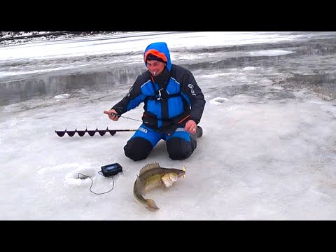 Видео: Крупный судак отрывает приманки!! Зимняя рыбалка на судака