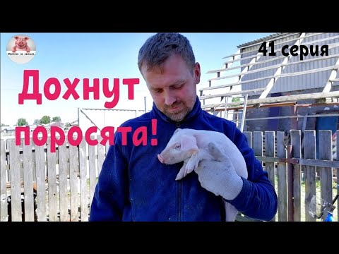 Видео: Миллион на свиньях.Дохнут поросята! Вес дюрка в 2.5 месяца.Вес пьетрена в 2 месяца.