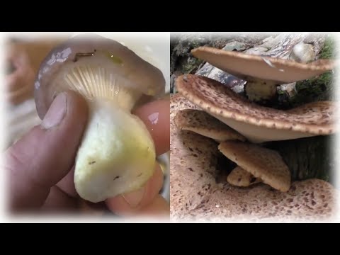 Видео: ЭТИ ЛЕСНЫЕ ГРИБЫ МНОГИЕ БОЯТСЯ БРАТЬ!? А ЗРЯ! Проверил грибы на себе! НУ ОЧЕНЬ ВКУСНЫЕ!