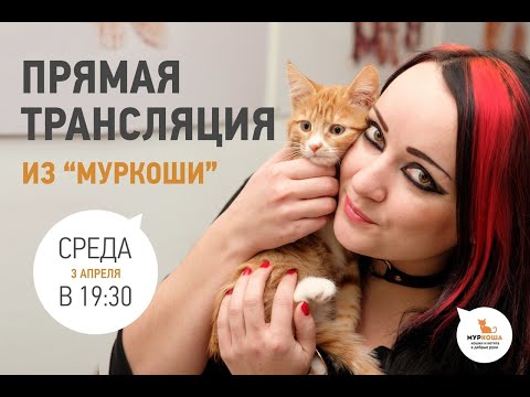 Видео: В гостях у приюта "Муркоша" 03.04.2019