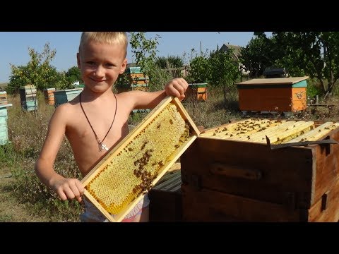 Видео: Улей с дупловым развитием, смена пчелы на  пасике