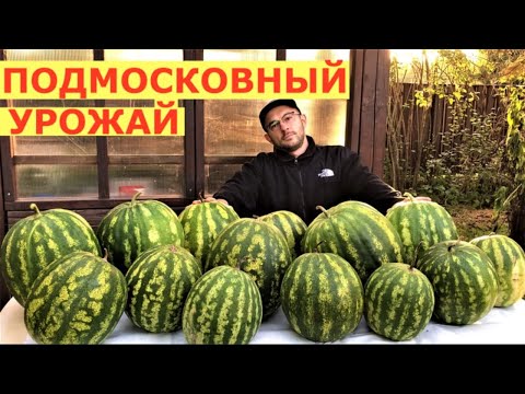 Видео: Вырастить арбузы под Москвой-посадил и забыл