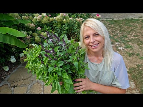 Видео: РЕКОЛТА от чубрица и босилек, засяване на моркови и репички