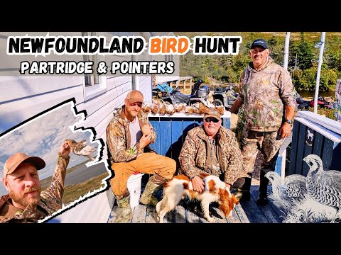Видео: Охота на птиц в Ньюфаундленде | Куропатки и пойнтеры в горах 🐕🏔️