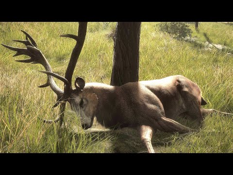 Видео: БЛАГОРОДНЫЕ ОЛЕНИ.  КРОКОДИЛЫ И  ЛАНЬ В TheHunter Call of the Wild  # 155