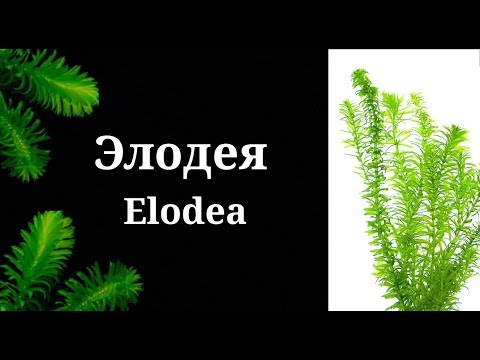 Видео: Элодея.Elodea