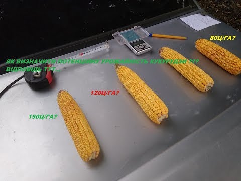 Видео: Як визначити майбутню урожайність🌽🌽 кукурудзи? Відповідь тут⬇