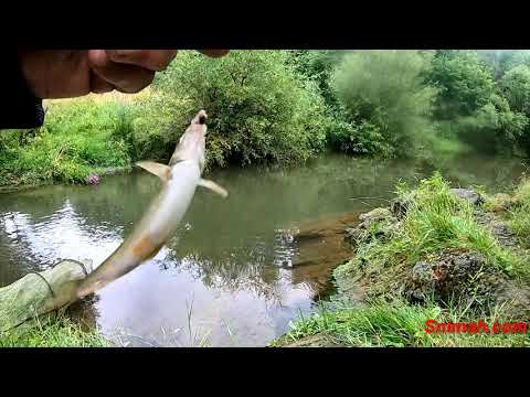 Видео: За риба по река Банска Луда Яна край село Бъта