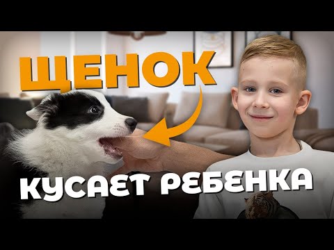 Видео: Как отучить щенка кусать ребенка 🐶 Безопасность и игра