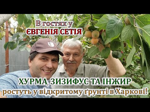 Видео: Хурма, зизифус та інжир ростуть у відкритому грунті в Харкові! В гостях у Євгенія Сетія