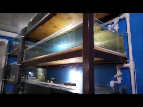 Видео: малёк австралийского красноклешневого рака и запуск 2 части узв