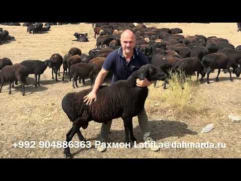 Видео: Гиссарские овцы и аборигенные саги дахмарда из отары Ходжи Джалола в Шохамбари 