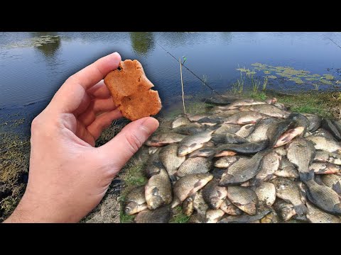 Видео: Рыба клюёт на каждом забросе! Рыбак показал как сделать супер насадку для рыбалки!