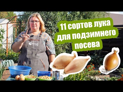 Видео: Лук под зиму: как посадить севок и лук-шалот
