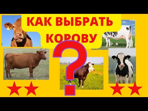 Видео: Как выбрать корову| Признаки проблемной коровы