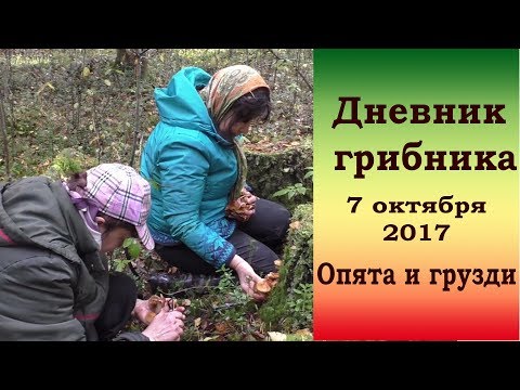 Видео: Дневник грибника  7 октября 2017 года.  Опята и грузди.