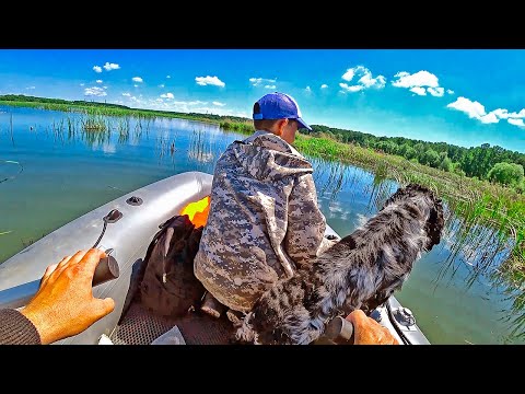 Видео: ЗЛЫЕ КРОКИ АТАКУЮТ ! Рыбалка в камышах . Приключения на живописном озере