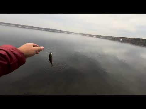 Видео: Окунь раздает с выброса🎣 #fishing4seasons #reels #reelsvideo #fishing #рыбалка