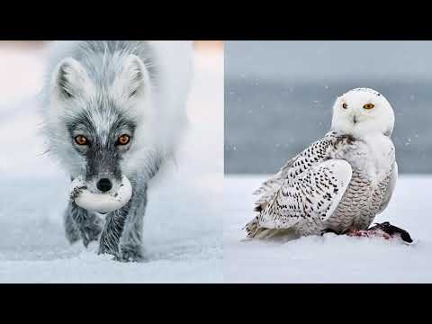 Видео: §33 "Природные зоны Арктики и Субарктики", География 8 класс, Домогацких