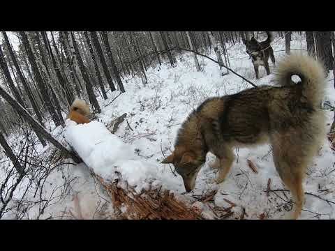 Видео: Охота на соболя с лайками!!!