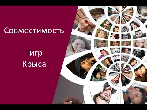 Видео: Тигр Крыса совместимость между женщиной и мужчиной чтобы узнать характер пары