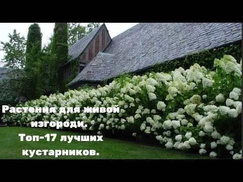 Видео: Растения для живой изгороди. Топ-17 лучших кустарников.
