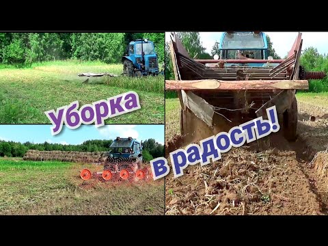 Видео: Уборка урожая чеснока в три этапа. 2019