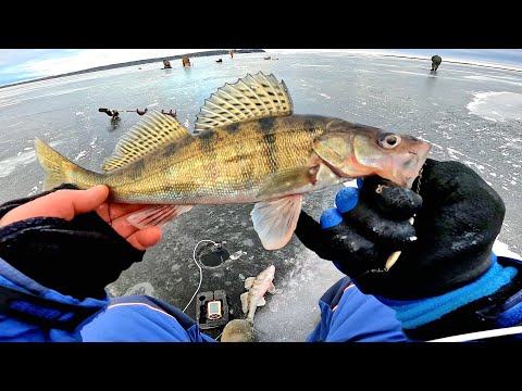 Видео: Да сколько их здесь..БЕШЕНЫЙ КЛЕВ Берша и Судака на Тюльку. Первый лед 2023-2024 на Волге.