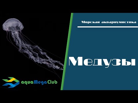 Видео: Домашние медузы - это реально?