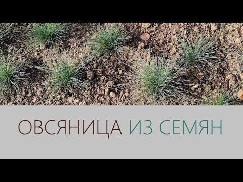 Видео: Овсяница - как вырастить из семян
