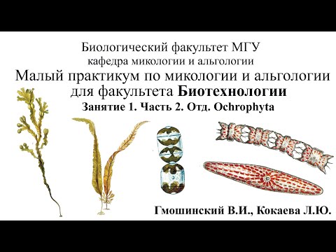 Видео: Малый практикум для студентов ф-та Биотехнологии. 1 занятие. Часть 2. Отдел. Ochrophyta
