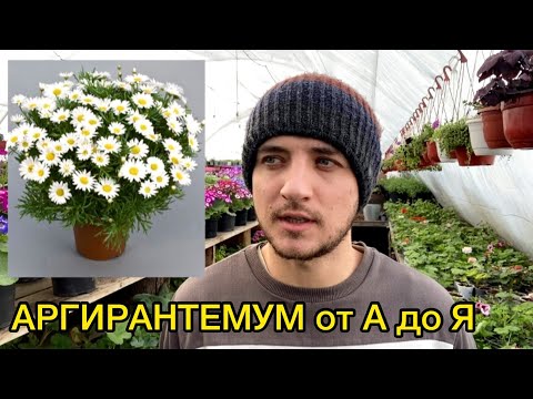 Видео: Аргирантемум - красивейший, недооцененный цветок. Выращивание. Уход. Размножение.