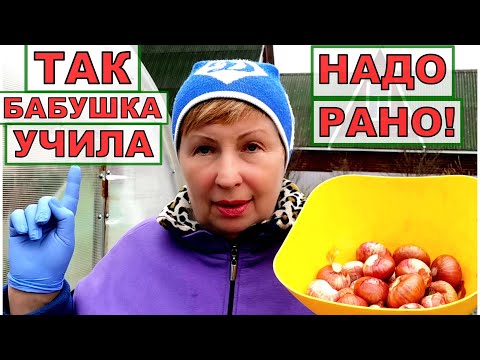 Видео: Бабушка учила именно так сажать ЛУК! Совет простой и всегда получается.