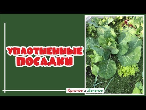 Видео: Уплотнённые посадки. Урожайный конвейер на грядках