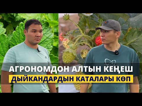 Видео: Кулпунай өстүргөндөр бул даарыларды абайлап колдонсун!