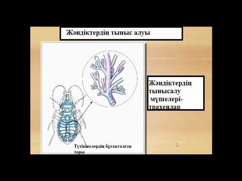 Видео: Омыртқасыз және омыртқалы жануарлардың тыныс алу мүшелері