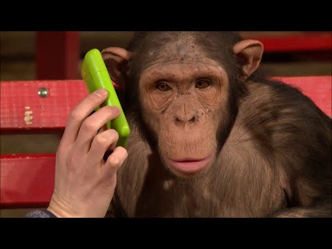 Видео: 15 Поразительно Умных Обезьян Снятых На Камеру!