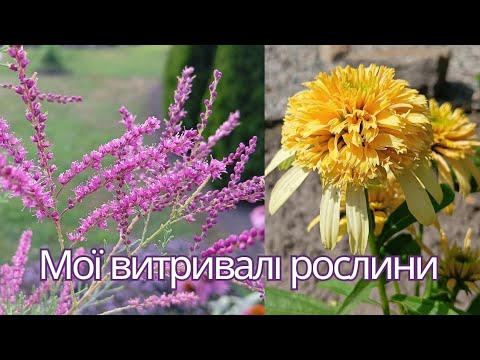 Видео: В моєму саду вони НАЙКРАЩІ.