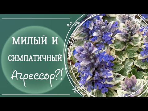 Видео: Живучка или Аюга в цветнике. Популярные сорта. Почвопокровник в декоративном озеленении. Обзор