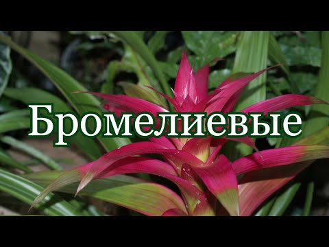 Видео: Бромелиевые (устар. Ананасовые .лат. Bromeliaceae)